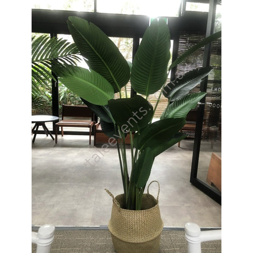 Bird Of Paradise In Seagrass Basket 180Cm Tall