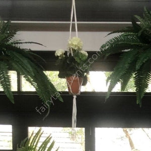 Hanging White Potted Geranium In Macrame Hanger